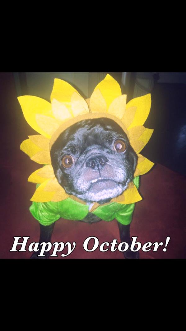 /Images/uploads/PUG NATION RESCUE OF LOS ANGELES/pugnationcalendar/entries/2352thumb.jpg